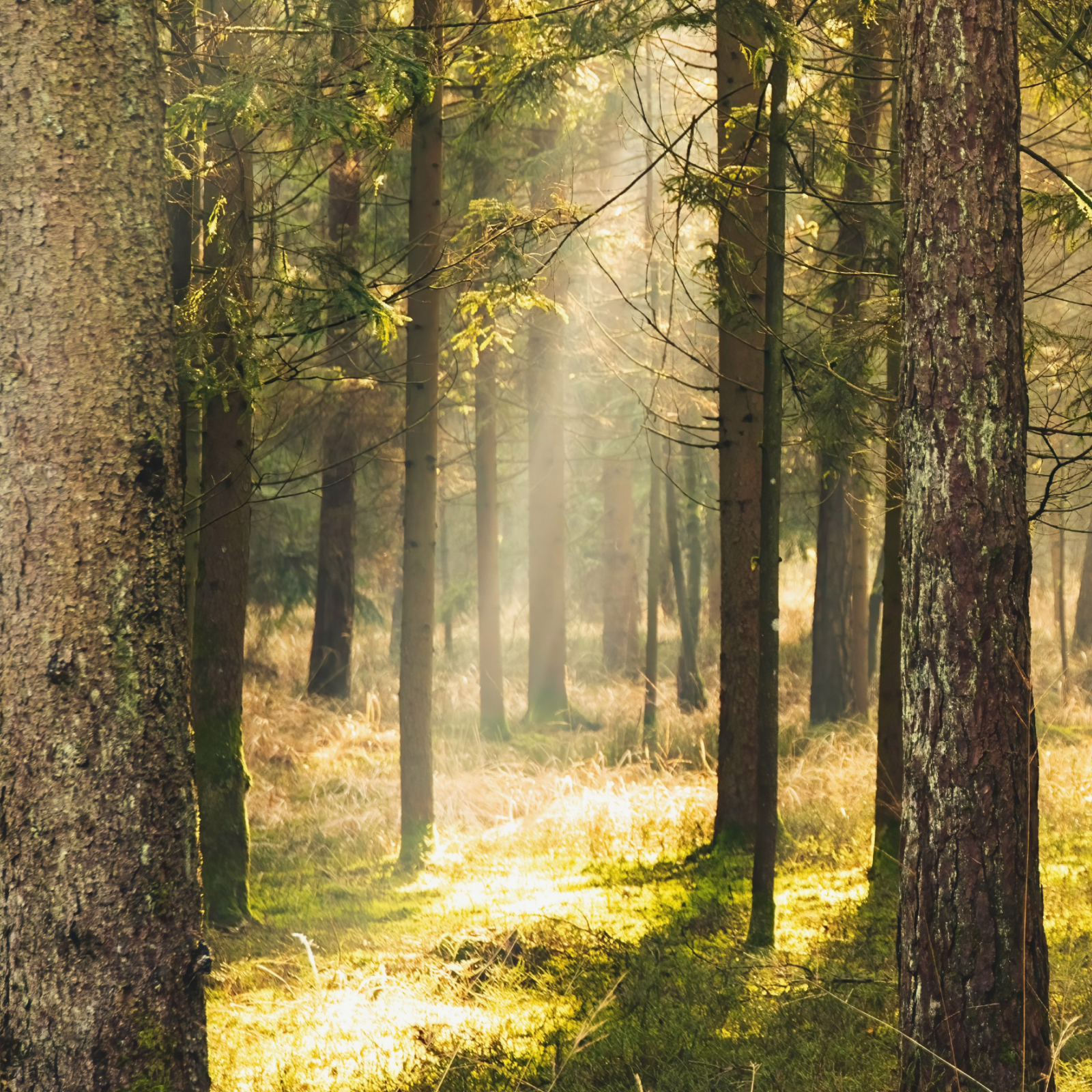 Sunlight filtering through forest trees representing the beginning of Tommy Owens’ handcrafted eyewear journey