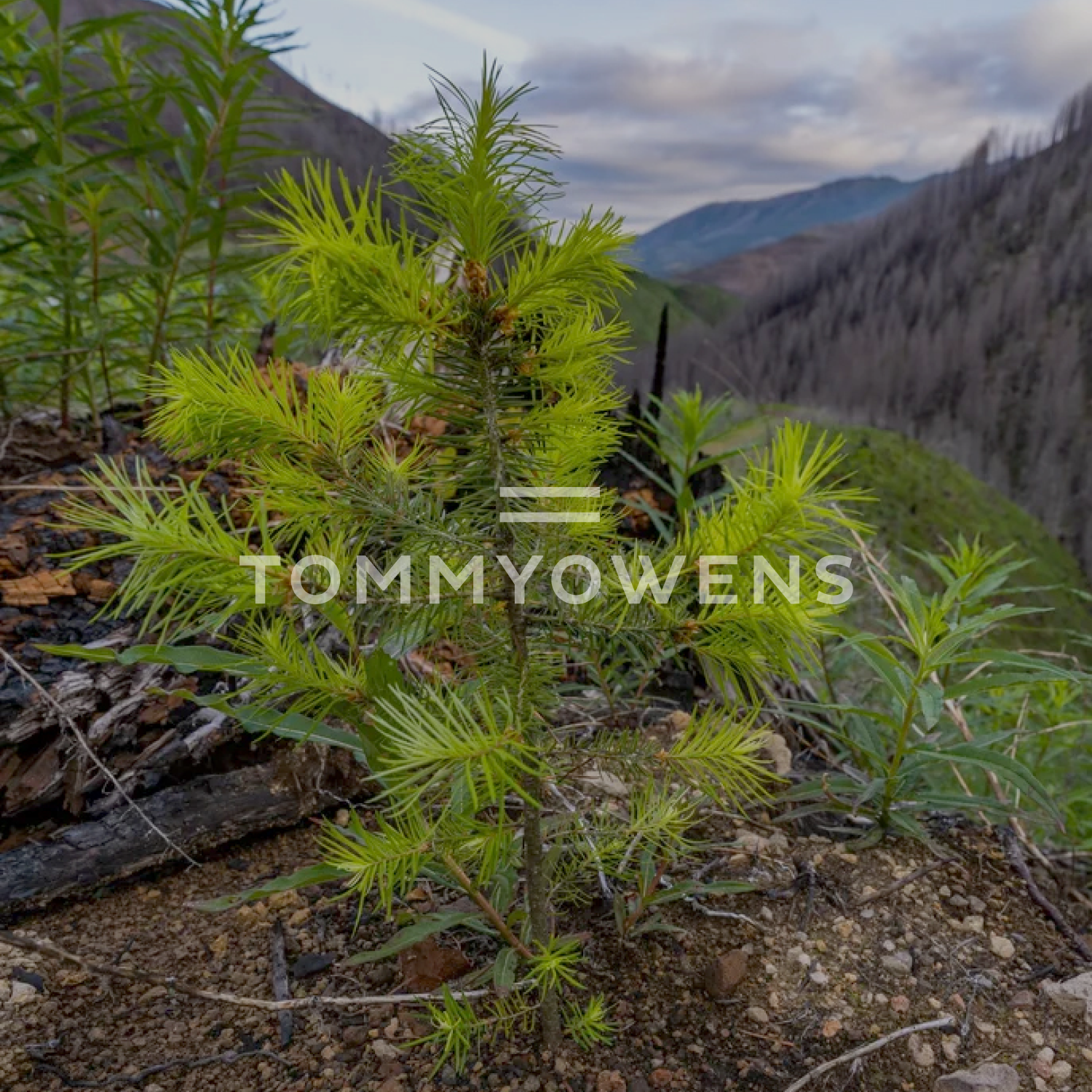 Young tree in Oregon supported by Tommy Owens Eyewear's carbon offset partnership with Trees for the Future